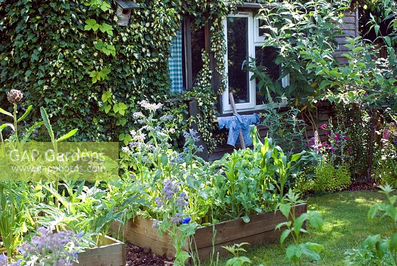 Vegetable beds in summer with garden shed