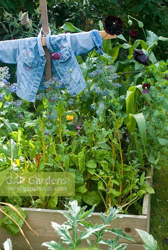 Scarecrow in vegetable bed in summer with chard borage and sweetcorn