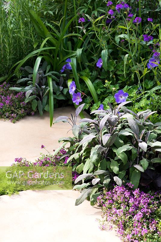 The Wellbeing of Women Garden, view stepping stones path surrounded by Thymus serpyllum, Geranium Rozanne, Salvia officinalis 'Purpurascens'. Designers: Wendy von Buren, Claire Moreno, Amy Robertson. Sponsor: Tattersall Landscapes, London Stone, Jacksons Fencing, Hedgeworx, Tactile Studios