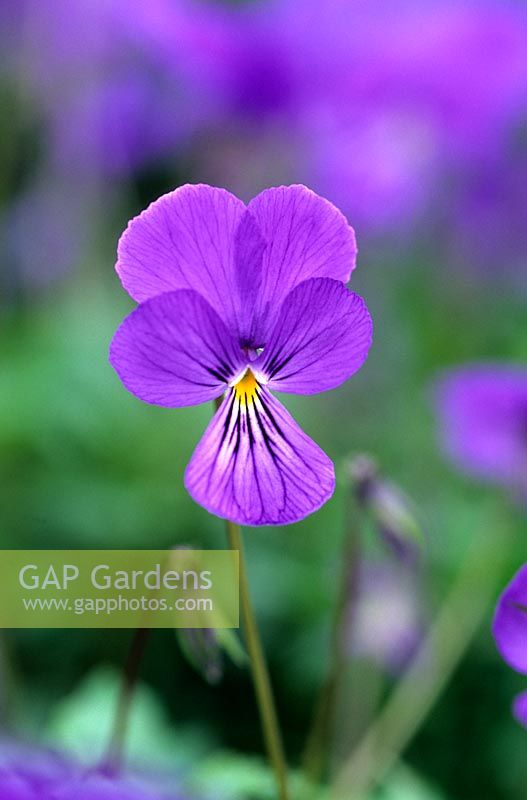 Viola bertolonii
