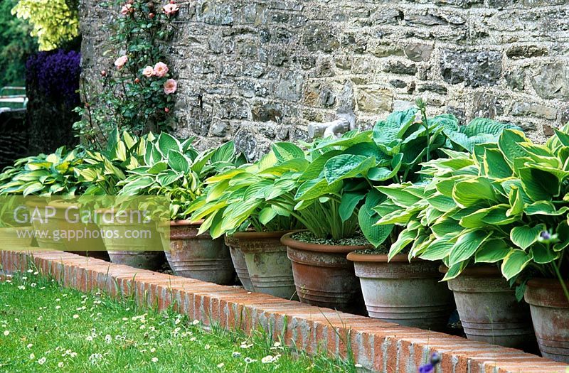 Hostas in terracotta pots by wall