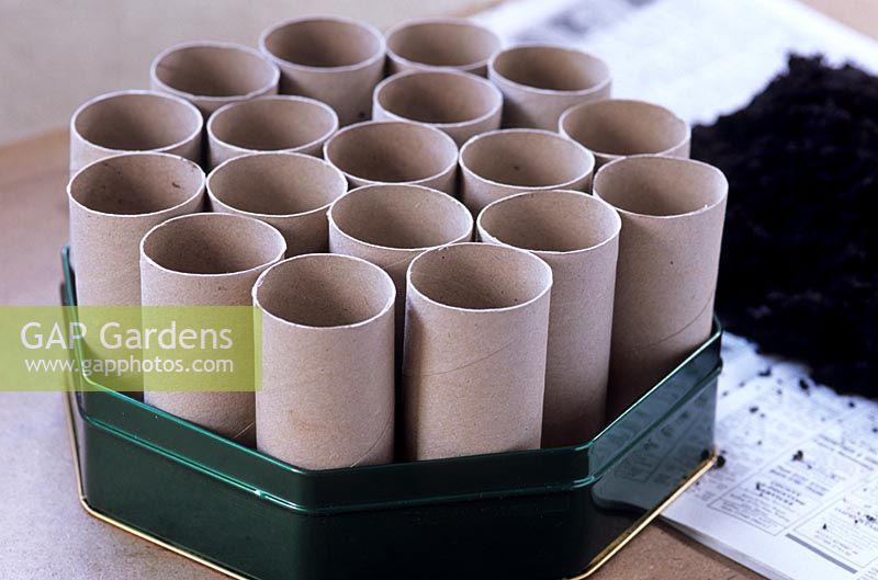 Growing sweet pea seeds in toilet roll inners - place cardboard tubes in tin