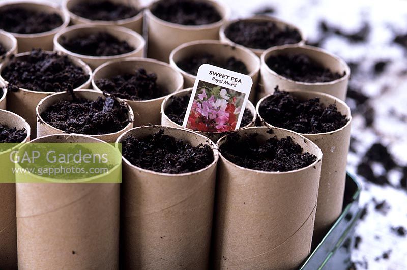 Growing sweet pea seeds in toilet roll inners - label tubes