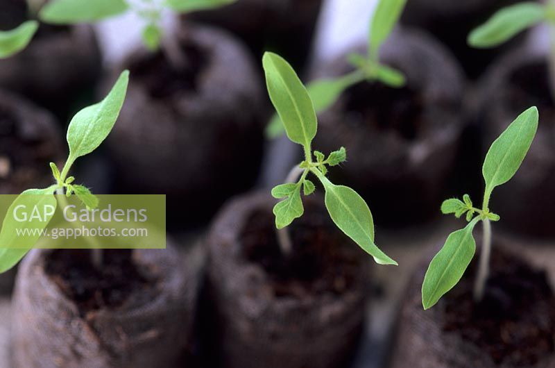 Tomato seedlings at 20 days in jiffy pots