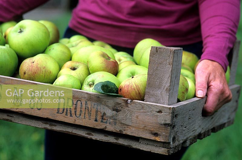 Wooden box with freshly picked Bramley Apples being carried