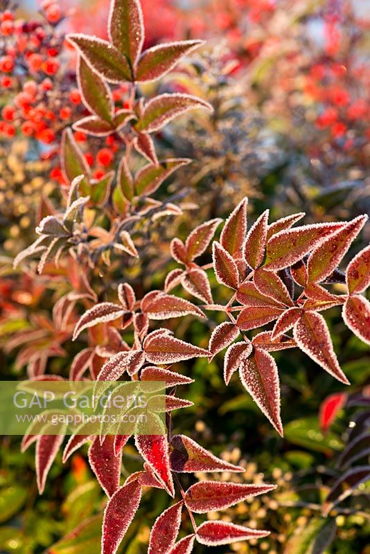 Nandina domestica leaves with winter red leaf tints.