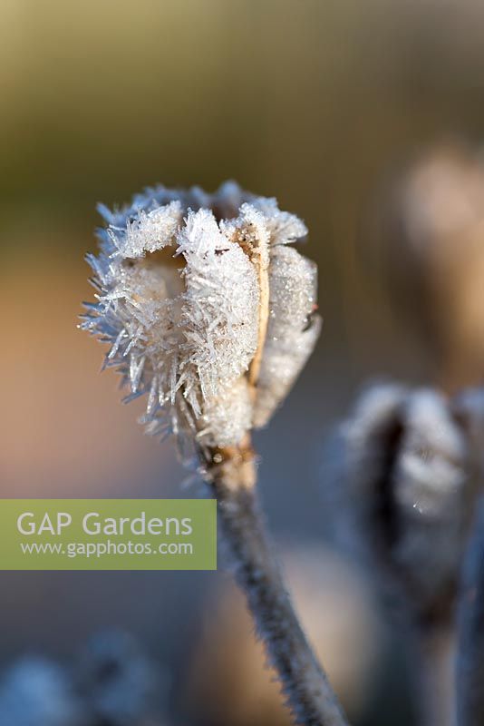 Lilium regale seedheads covered with frost.