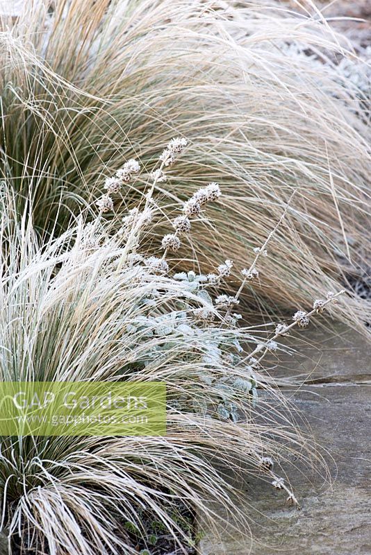 Frost covered Ballotta pseudodictamnus, false dittony, an evergreen sub-shrub, and Stipa tenuissima grass.