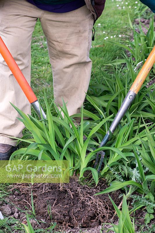 In Spring, Mark Zenick, daylily specialist, propagates daylilies by division. Step 2: using two forks, prise sections away, ensuring there is always foliage attached to rhizome root.