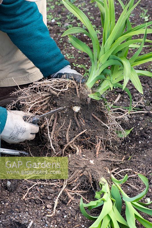 In Spring, Mark Zenick, daylily specialist, propagates daylilies by division. Step 4: smaller clumps can be divided using a knife. Again, ensure each section has foliage attached to a rhizome root.