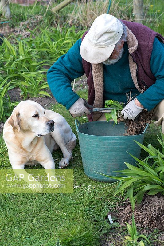 In Spring, Mark Zenick, daylily specialist, propagates daylilies by division. With his labrador Bryher looking on, he trims the leaves on a newly divided clump.