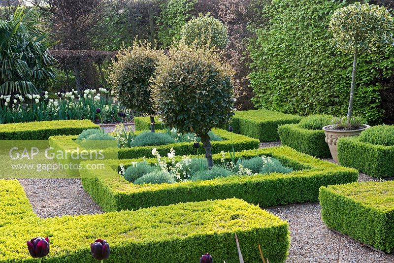 A parterre created from box hedges, filled with santolina, 'Ivory Giant' wallflowers, evergreen standards of Elaeagnus x ebbingei, and Tulipa 'Spring Green' and 'Queen of the Night'. In pots, standard variegated holly.