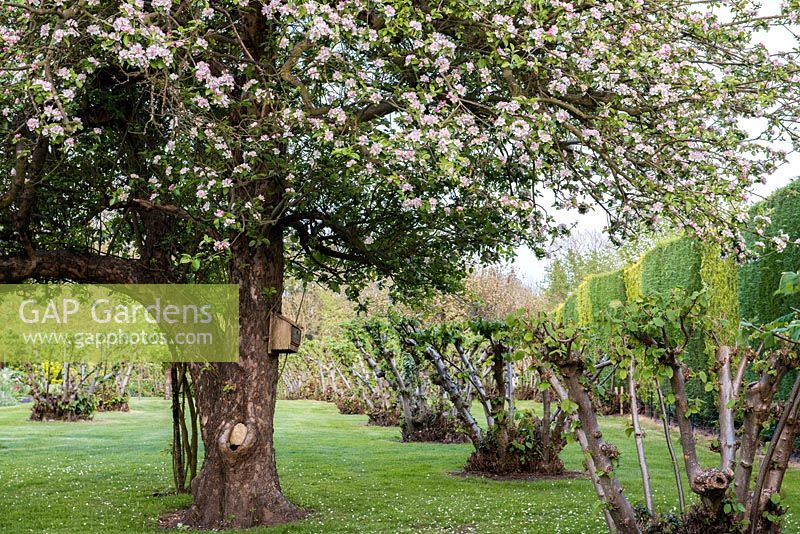 Seen through apple blossom, line of 100-year-old Kentish cobnut trees.