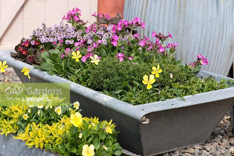 Galvanised animal feeding trough and tray planted with golden violas, and oregano, pink thyme, primulas and campion.