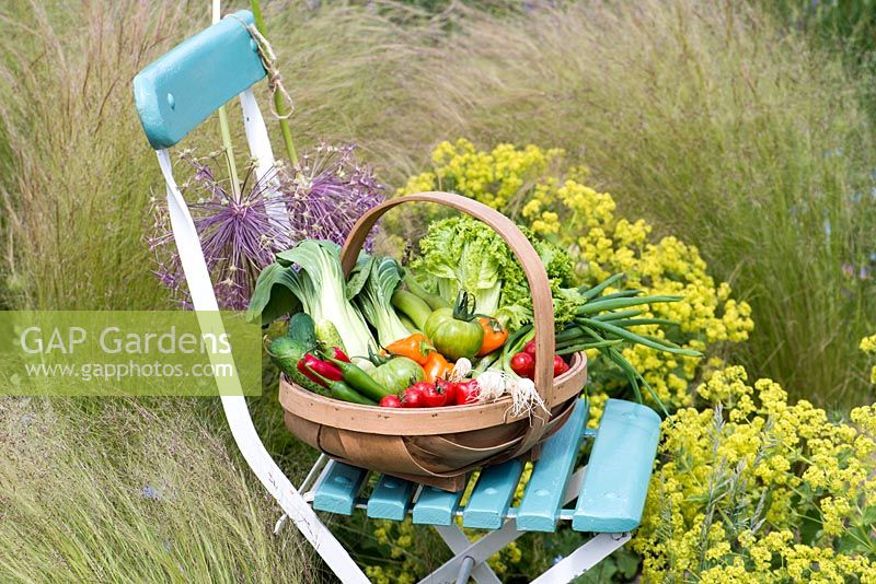 Fresh garden vegetables in a trug, on a vintage chair. Tomato, peppers, lettuce, spring onions and pak choi. Cut allium hanging on back of chair.