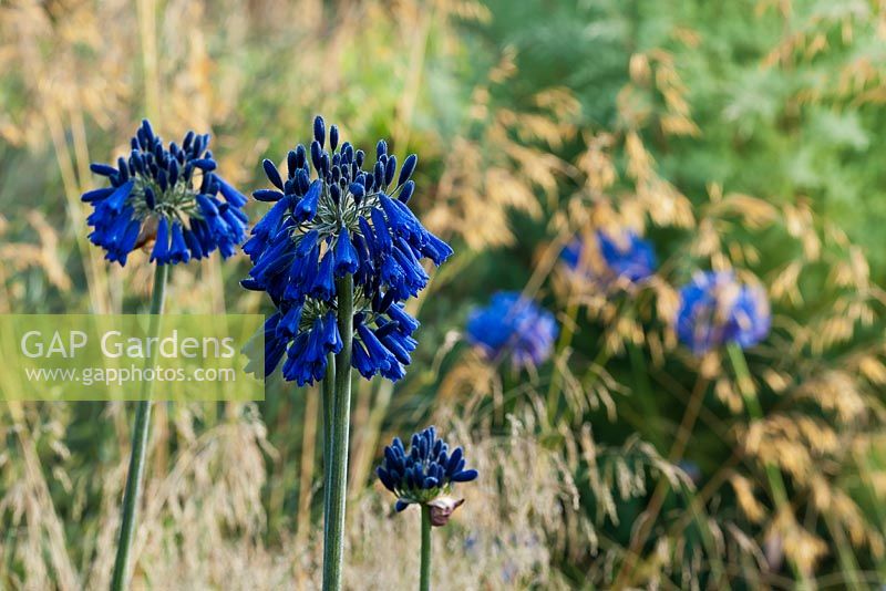 Agapanthus 'Marchants Cobalt Cracker' - African blue lily 
