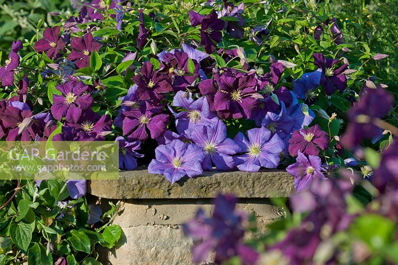 Clematis viticella 'Etoile Violette' and 'Perle d'Azur' 