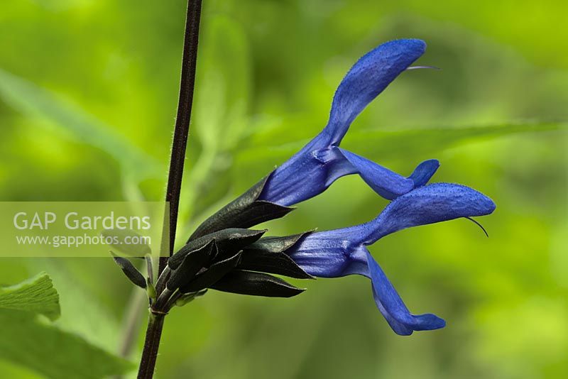 Salvia guaranitica 'Black and Blue' - anise-scented sage 