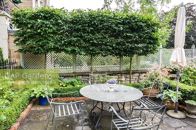 Pleached hornbeams, Carpinus betulus, screen a terraced dining area from adjoining houses thus creating a sense of privacy. Below a small box hedge contains ferns and hostas.