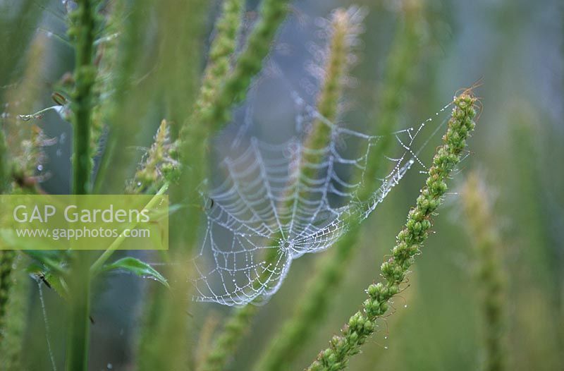Cobweb with dew