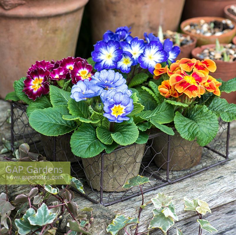 A winter display of colourful primulas in terracotta pots.