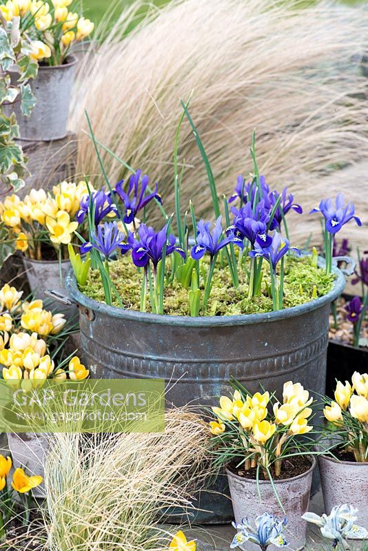 Iris reticulata in large copper pot, surrounded by galvanised containers of Crocus 'Cream Beauty', flowering in February. Behind, Stipa tenuissima.