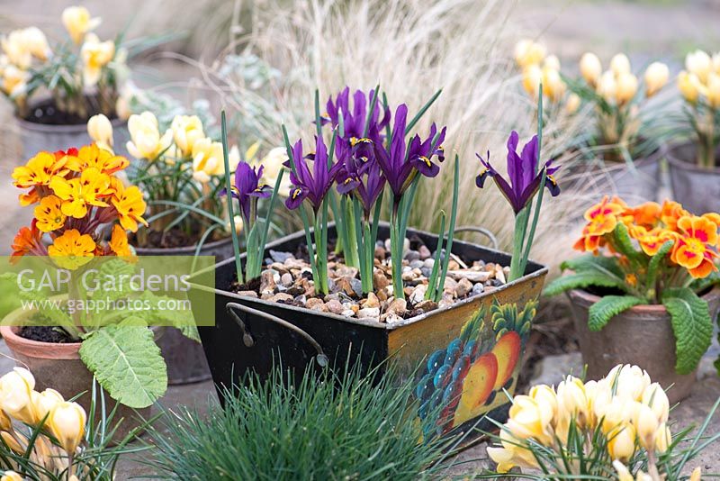 Set against winter backdrop of Stipa tenuissima, metal container planted with Iris reticulata 'Pixie, flowering in February. Small pots of primulas and Crocus 'Cream Beauty'.