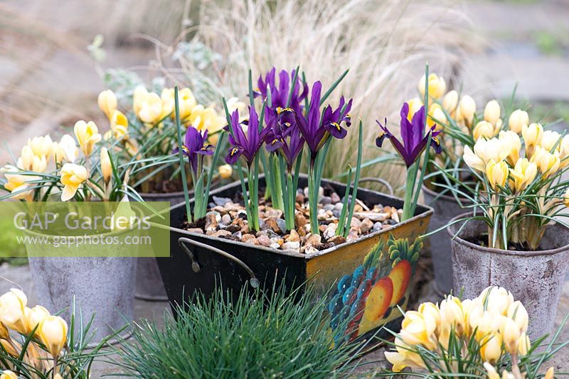 Metal container planted with Iris reticulata 'Pixie' and pots of Crocus 'Cream Beauty', flowering in February and March.