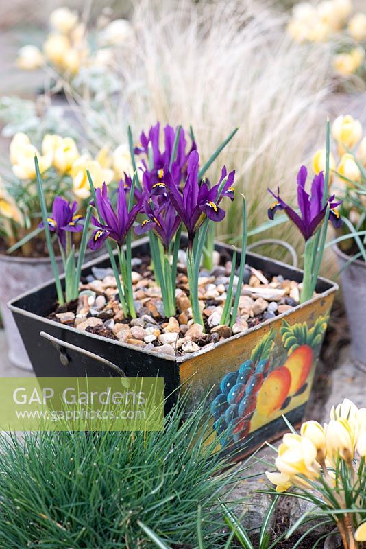Painted metal container planted with Iris reticulata 'Pixie' and pots of Crocus 'Cream Beauty', flowering in February and March.