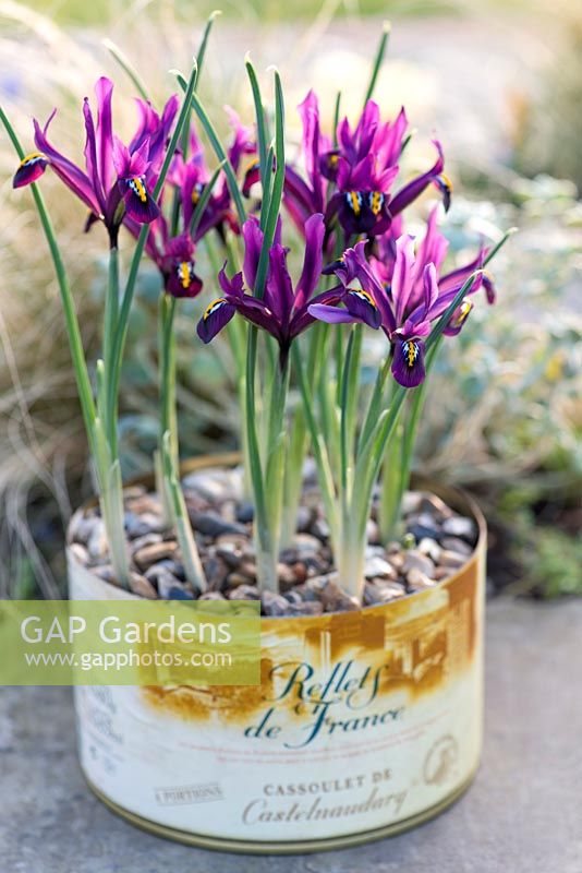 Iris reticulata 'Pixie' in recycled food tin set against backdrop of Stipa tenuissima
