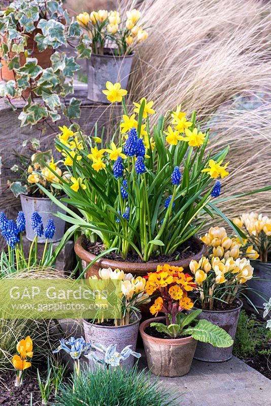 Spring container planted with daffodils - Narcissus 'Tete-a-Tete' and grape hyacinths - Muscari armeniacum. Small pots of primula and Crocus 'Cream Beauty'. In bed, Iris reticulata 'Katharine Hodgkin'. Behind, Stipa tenuissima.