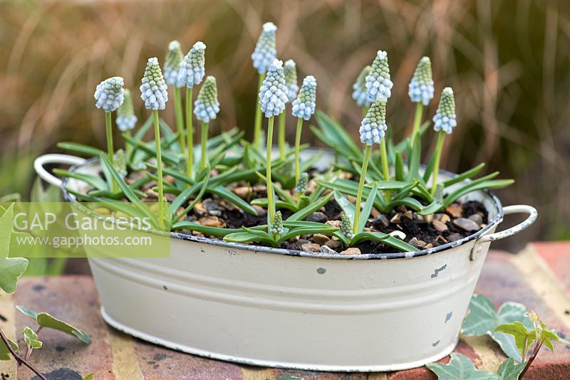 Muscari 'Peppermint', grape hyacinth, a spring flowering bulb with two-tone flowers of pale blue with greenish tips.