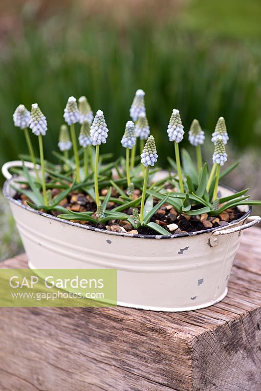 Muscari 'Peppermint', grape hyacinth, a spring flowering bulb with two-tone flowers of pale blue with greenish tips. 