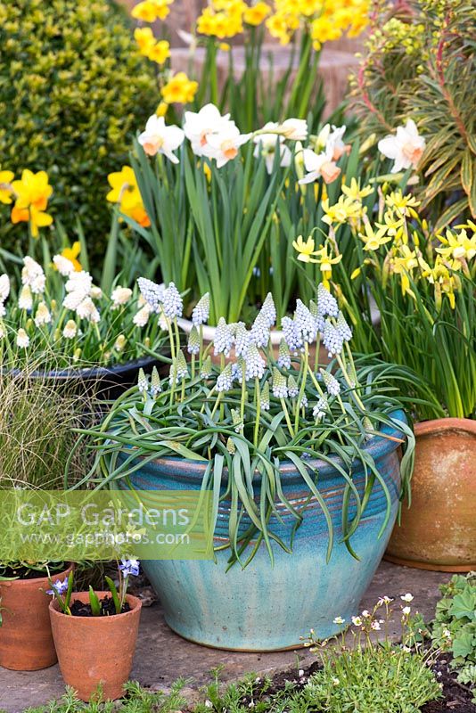 Spring containers with Muscari 'Cupido', Narcissus 'Hawera' and Narcissus 'Reggiae'.