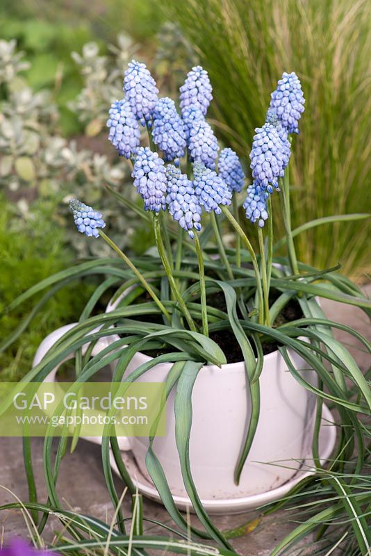 A teacup planted with Muscari 'Cupido'.