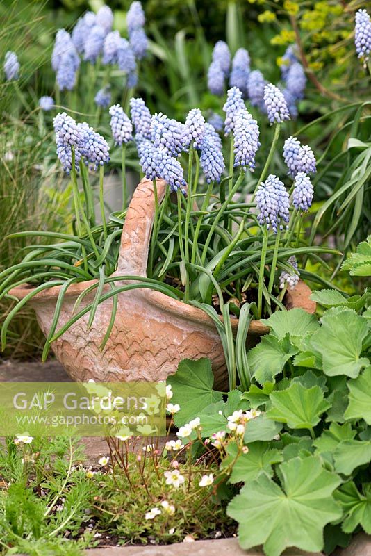 A terracotta planter with Muscari 'Cupido'.