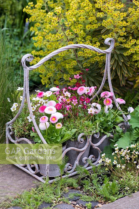 A vintage pot carrier with Bellis perennis and Saxifraga 'Pixie' and 'White Star'
