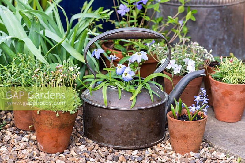 Ipheion 'Rolf Fiedler' planted in a kettle alongside terracotta pots with Scilla and Phlox.