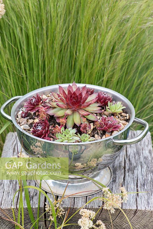 A recycled metal colander planted with echeveria succulents.