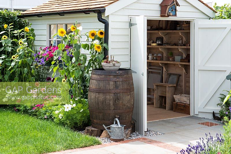 Outside garden shed, water butt and bed of sunflowers, cosmos and dahlias. Just Retirement Garden. Hampton Court Flower Show, 2015.