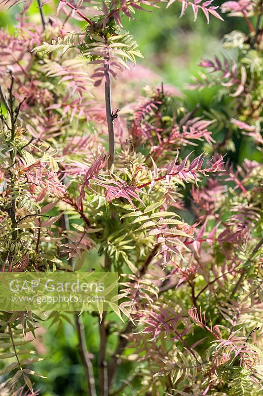 Sorbaria sorbifolia 'Sem'. Moors Meadow Garden and Nursery, Bromyard, Herefordshire, UK
