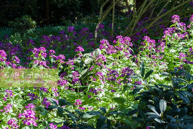 Lunaria annua 'Purple'. Moors Meadow Garden and Nursery, Bromyard, Herefordshire, UK