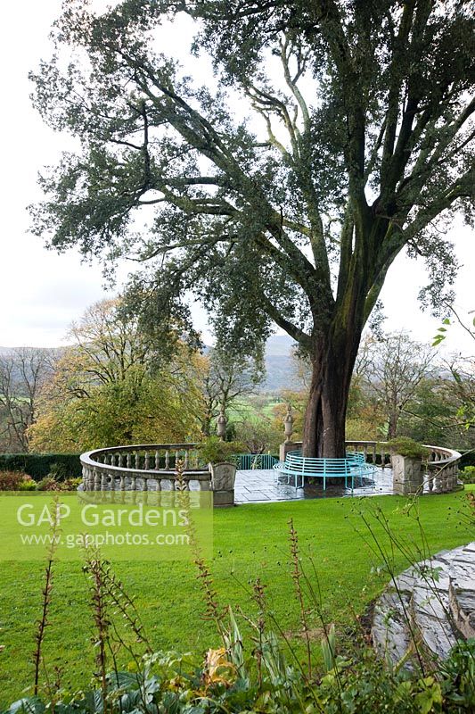 Quercus ilex, holm oak, is surrounded by stone terrace and balustrade on the lawn. Plas Brondanw, Penrhyndeudraeth, Gwynedd, Wales