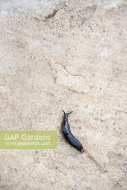 Arion ater - Black garden slug on garden path - August - Oxfordshire