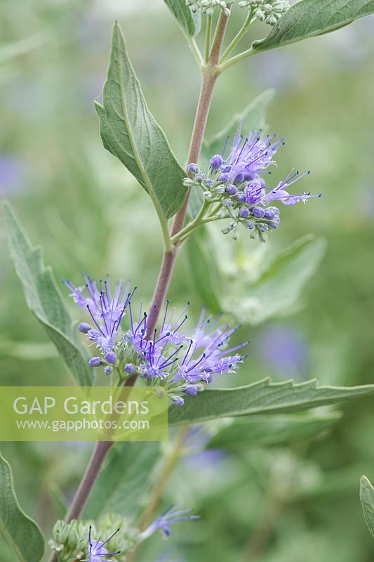 Caryopteris x clandonensis 'Arthur Simmonds' - Blue Mist Spirea - August - Oxfordshire