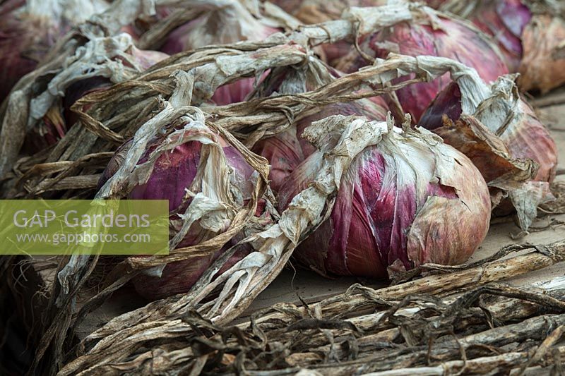 Allium cepa - Harvested onions 'red winter' on a shed worktop - August - Oxfordshire