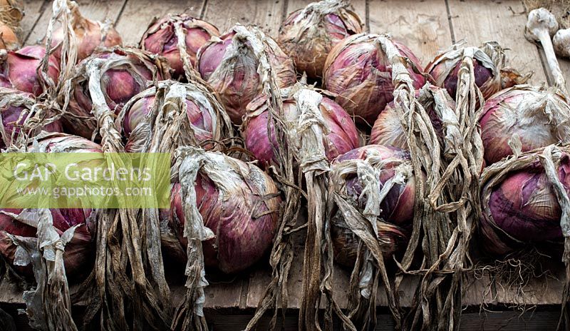 Allium cepa - Harvested onions 'Red Winter' on a shed worktop - August - Oxfordshire