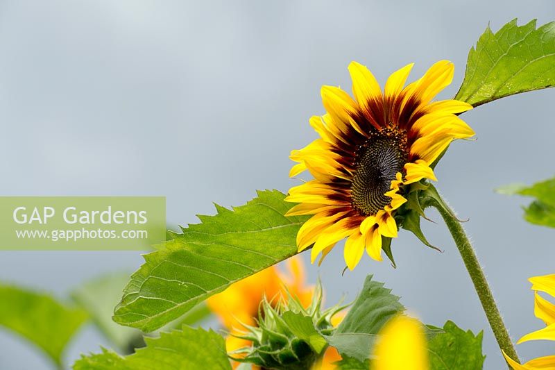 Helianthus annuus - Sunflower 'Joker' - Surrey - July
