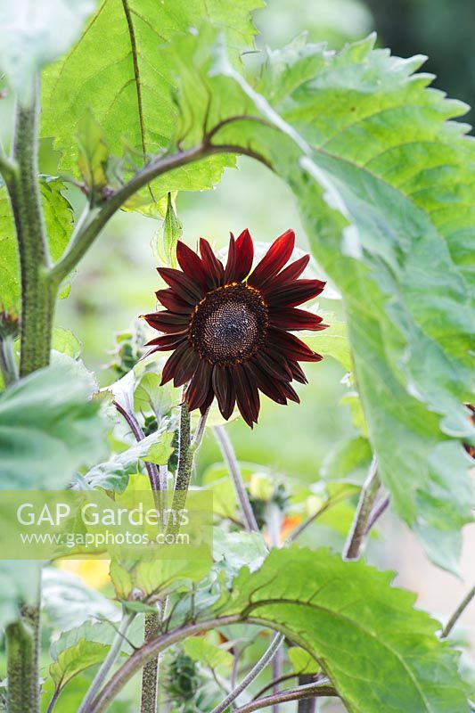 Helianthus annuus - Sunflower 'Prado red shades' - Surrey - July