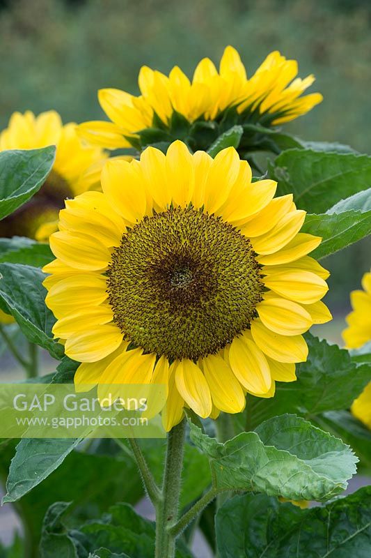 Helianthus annuus - Sunflower 'Vincents pomelo' - Surrey - July